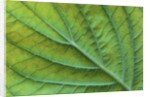 Veins of a Flowering Dogwood Leaf by Anonymous