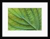 Veins of a Flowering Dogwood Leaf by Anonymous