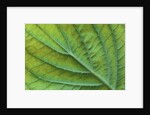 Veins of a Flowering Dogwood Leaf by Anonymous