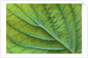 Veins of a Flowering Dogwood Leaf by Anonymous