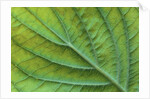 Veins of a Flowering Dogwood Leaf by Anonymous