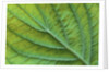 Veins of a Flowering Dogwood Leaf by Anonymous