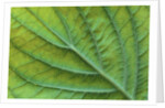 Veins of a Flowering Dogwood Leaf by Anonymous