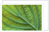 Veins of a Flowering Dogwood Leaf by Anonymous