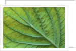 Veins of a Flowering Dogwood Leaf by Anonymous