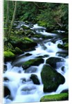 River Cascading Down Moss-Covered Rocks by Anonymous