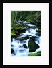 River Cascading Down Moss-Covered Rocks by Anonymous