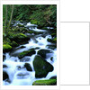 River Cascading Down Moss-Covered Rocks by Anonymous