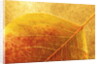 Autumn Leaf by Anonymous