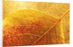 Autumn Leaf by Anonymous
