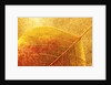 Autumn Leaf by Anonymous