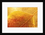Autumn Leaf by Anonymous