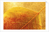 Autumn Leaf by Anonymous