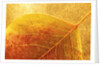 Autumn Leaf by Anonymous