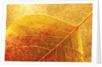 Autumn Leaf by Anonymous