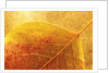 Autumn Leaf by Anonymous