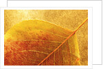 Autumn Leaf by Anonymous