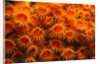 Yellow Anemones by Anonymous