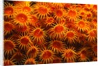 Yellow Anemones by Anonymous
