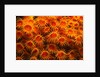 Yellow Anemones by Anonymous