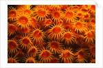 Yellow Anemones by Anonymous