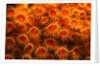 Yellow Anemones by Anonymous