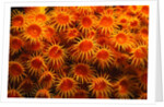 Yellow Anemones by Anonymous