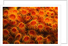 Yellow Anemones by Anonymous
