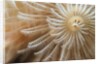 White Christmas Tree Worm by Anonymous