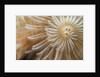White Christmas Tree Worm by Anonymous