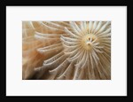 White Christmas Tree Worm by Anonymous