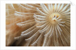 White Christmas Tree Worm by Anonymous