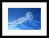 Purple Jellyfish (Pelagia panopyra) by Anonymous