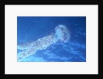 Purple Jellyfish (Pelagia panopyra) by Anonymous