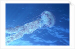 Purple Jellyfish (Pelagia panopyra) by Anonymous