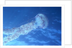 Purple Jellyfish (Pelagia panopyra) by Anonymous