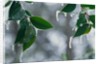 Ice Hanging from Leaves by Anonymous