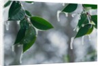 Ice Hanging from Leaves by Anonymous