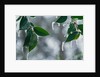 Ice Hanging from Leaves by Anonymous
