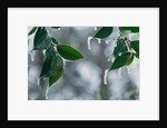 Ice Hanging from Leaves by Anonymous