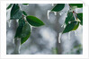 Ice Hanging from Leaves by Anonymous