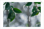 Ice Hanging from Leaves by Anonymous