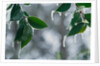 Ice Hanging from Leaves by Anonymous