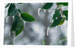 Ice Hanging from Leaves by Anonymous