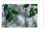 Ice Hanging from Leaves by Anonymous