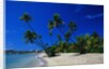 Palm Trees Growing at Beach by Anonymous