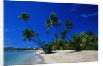 Palm Trees Growing at Beach by Anonymous