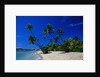 Palm Trees Growing at Beach by Anonymous
