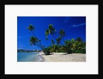 Palm Trees Growing at Beach by Anonymous