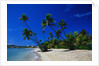 Palm Trees Growing at Beach by Anonymous